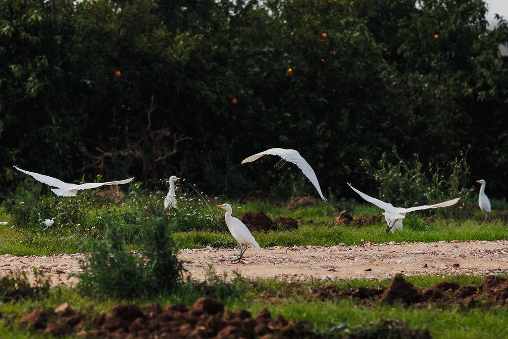 L'estratègia de renaturalització fomenta la participació ciutadana amb un programa seguiment d'aus en l'entorn urbà