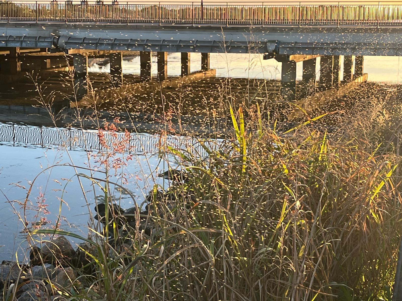 Els mosquits envaeixen la zona litoral de Castelló i deixen en evidència la mala planificació de Carrasco