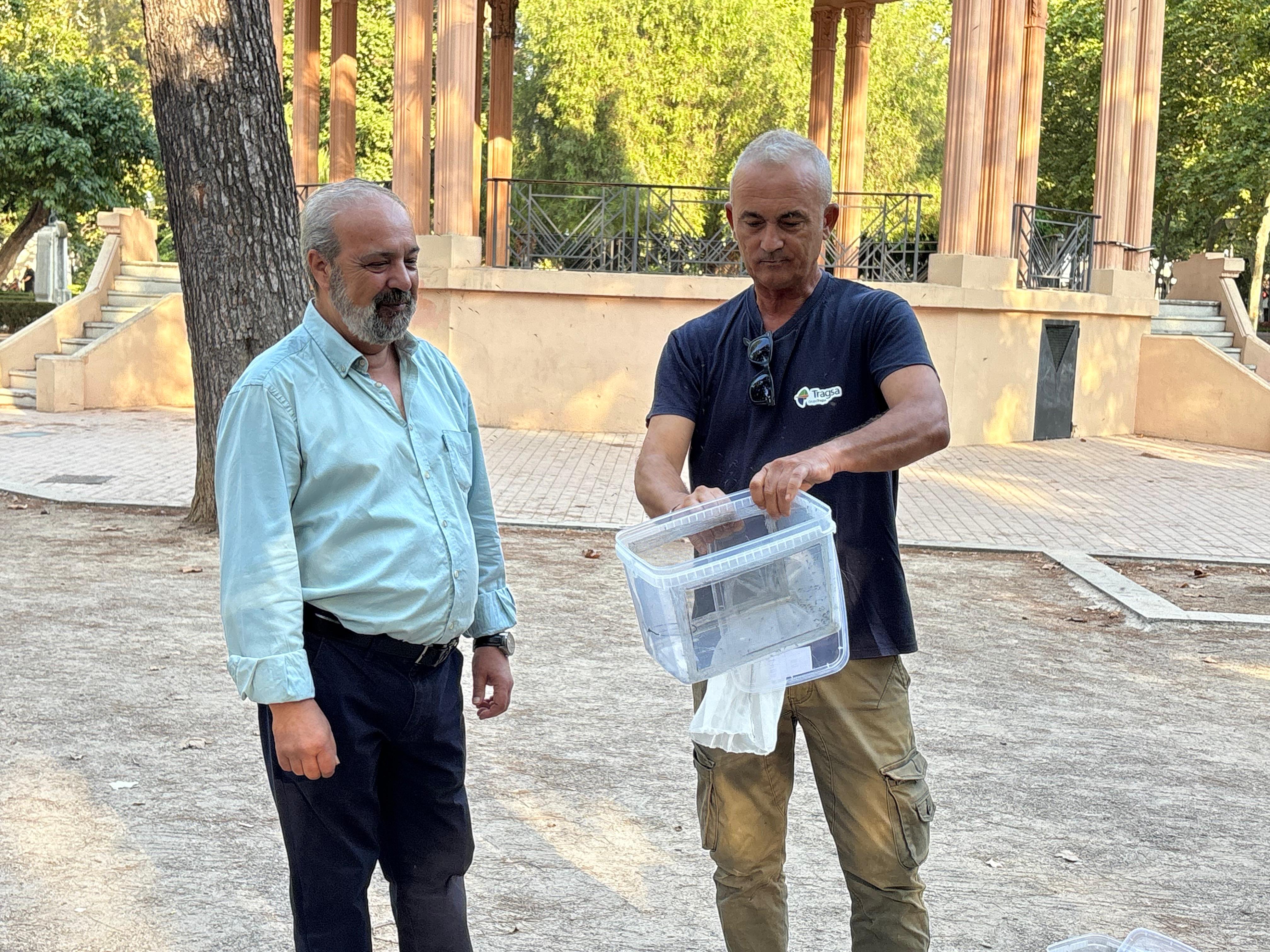 Castelló torna a aplicar la Tècnica de l'Insecte Estèril per a reforçar la lluita contra el mosquit tigre al costat de la Conselleria