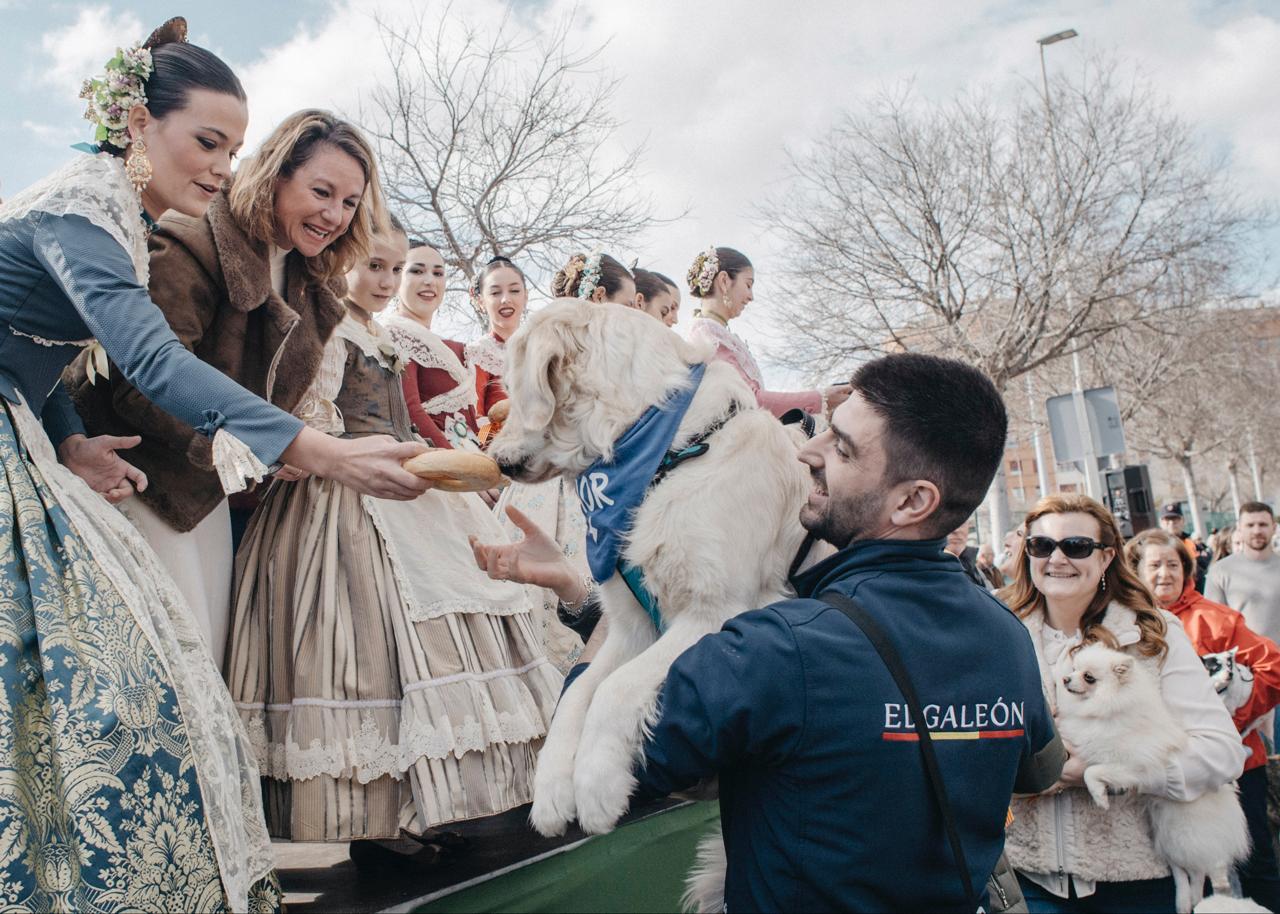 Castelló celebra Sant Antoni amb la processó, la benedicció d'animals, el repartiment de rotllets i el lliurament de cintes commemoratives