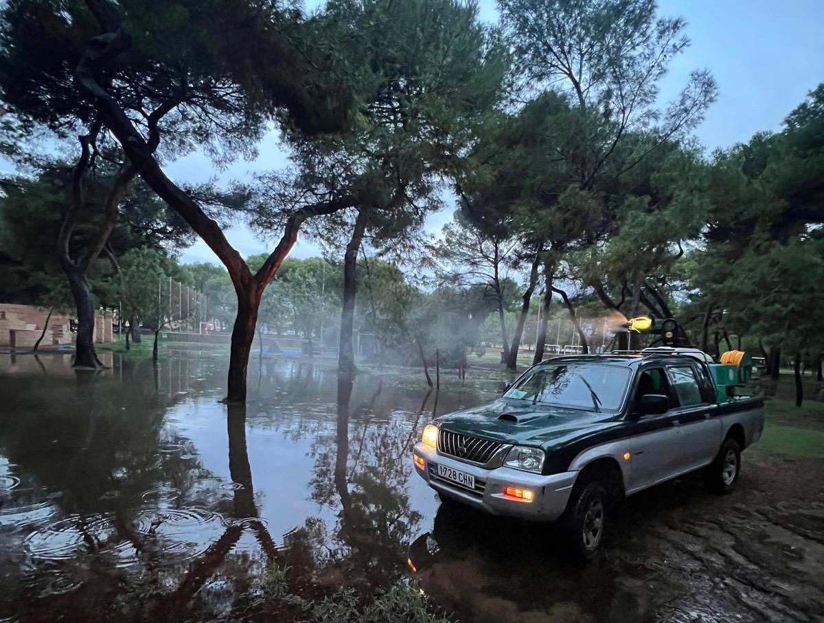 Castelló intensifica les actuacions contra els mosquits en el Grau actuant hui al Parc de la Pineda i zona de la Marjalería