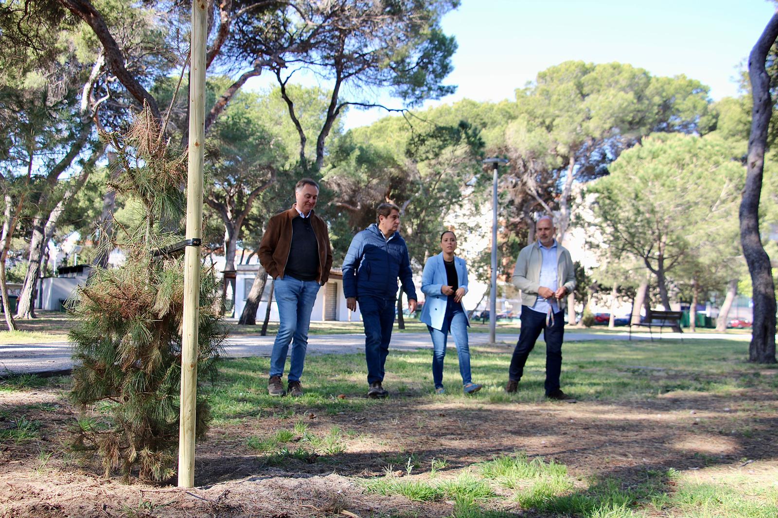 Castelló inicia els treballs per a la plantació de 50 nous arbres en el Pinar del Grau després dels últims temporals de vent