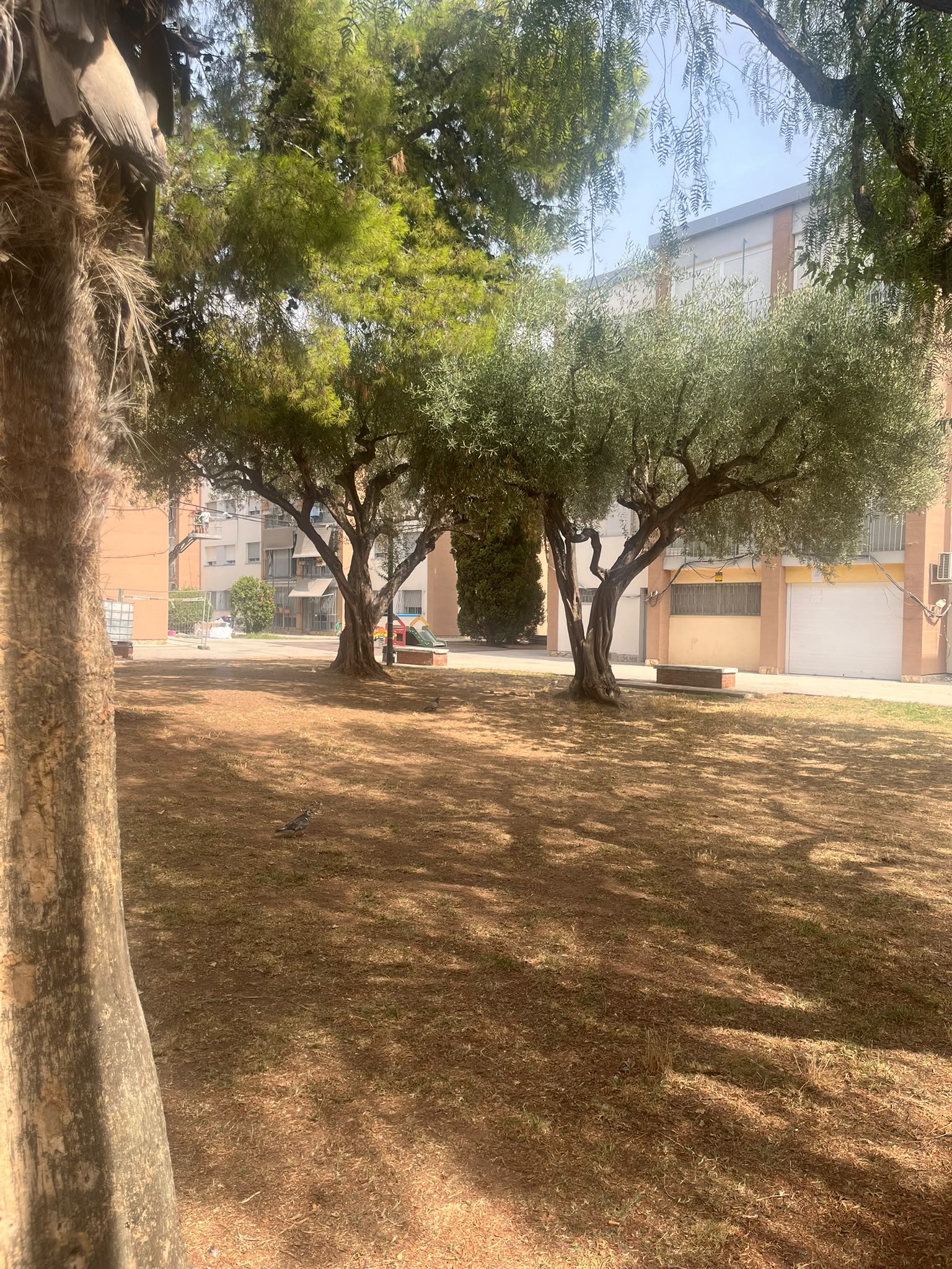 El PSPV proposa un pla d'acció per a protegir l'arbratge i les zones verdes enfront del canvi climàtic